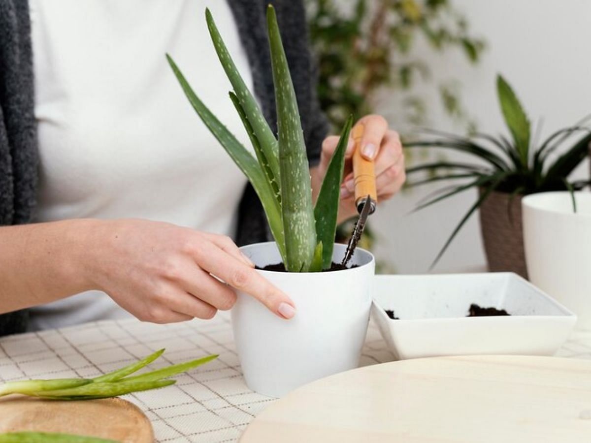 Aloe vera for cool atmosphere in summer 2024 (Image via Freepik)